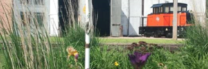 Purple flowers in foreground, train and garage in background